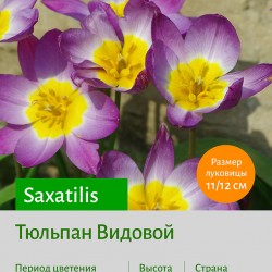 Тюльпан Видовой тюльпан (spec.) Saxatilis